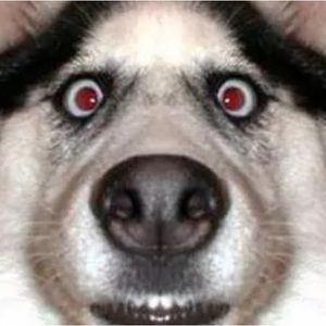 Meet your Posher, Stella